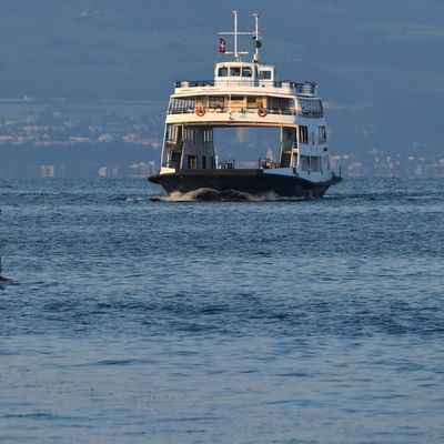 Knochenfund bei Wrackbergung im Bodensee
