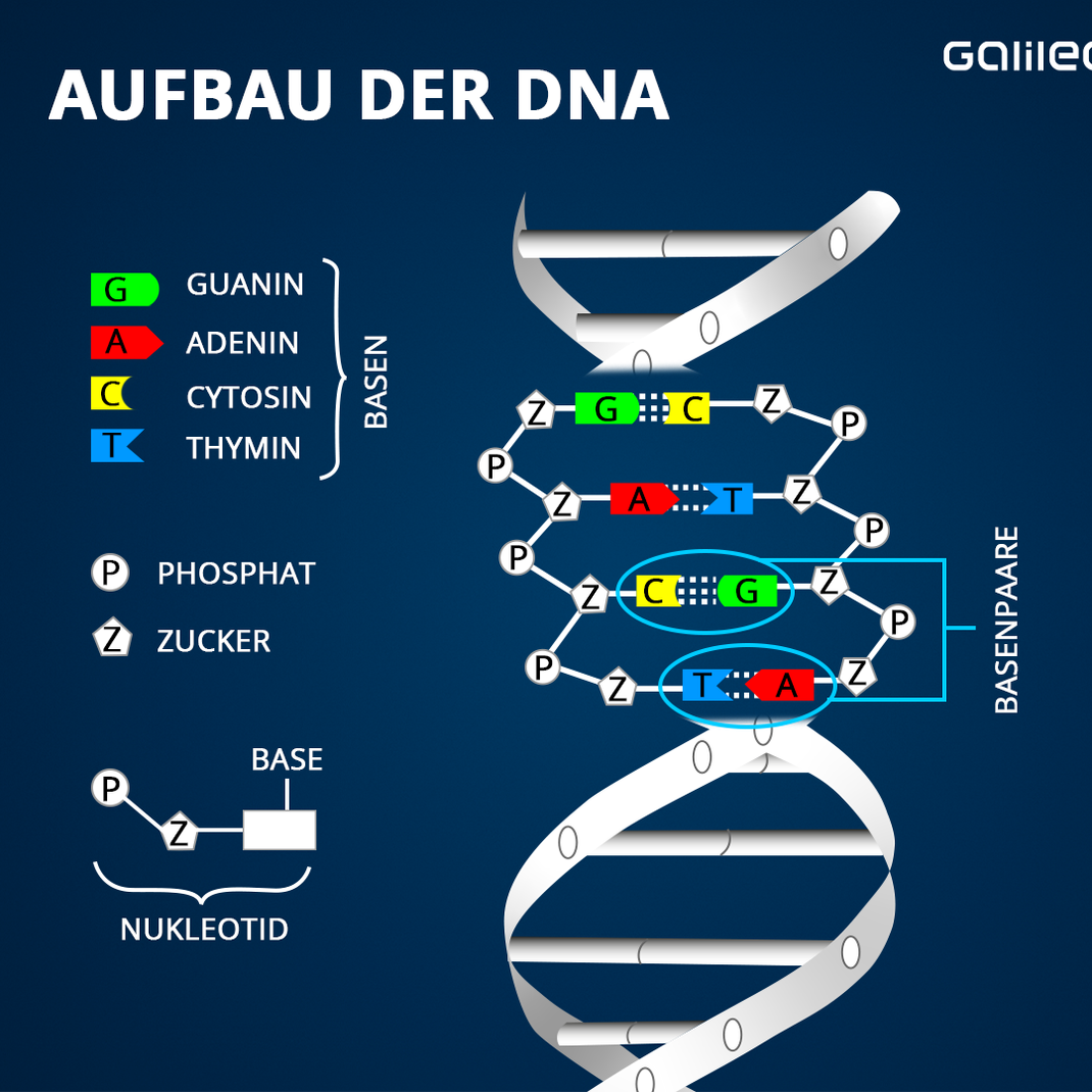 DNA besteht aus einem Doppelstrang aus Nukleotiden. Es gibt 4 verschiedene Nukleotide: alle besitzen ein Phosphat, einen Zucker und eine von 4 Basen (Adenin, Guanin, Thymin, Cytosin). Die 2 DNA-Einzelstränge sind über Wasserstoff-Brückenbindungen zwischen den Basen verbunden. Ähnlich wie bei Puzzleteilen passen nur bestimmte Basen zueinander. Die Base Adenin kann mit Thymin und Cytosin mit Guanin verbunden sein. Man spricht von Basenpaaren. 