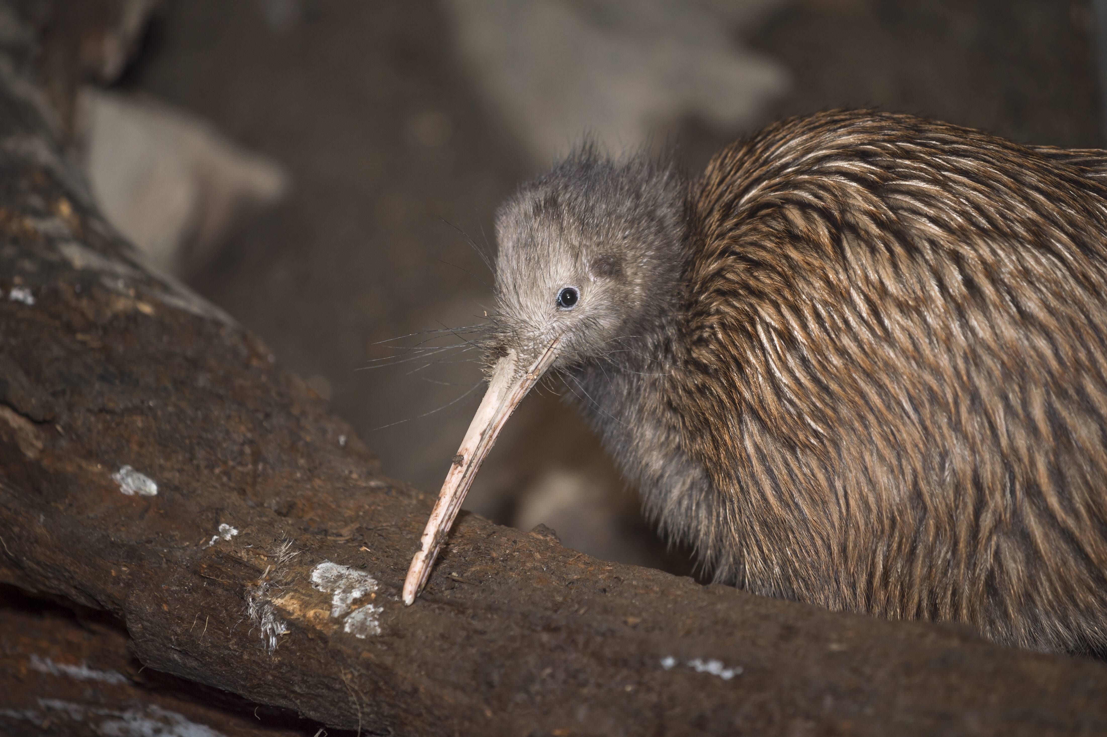 Der Nördliche Streifenkiwi heißt auch Brauner Kiwi, Nordkiwi oder Nordstreifenkiwi. Er ist mit um die 65 Zentimetern der längste Kiwi - und der einzige, der auf der Nordinsel noch frei lebt.