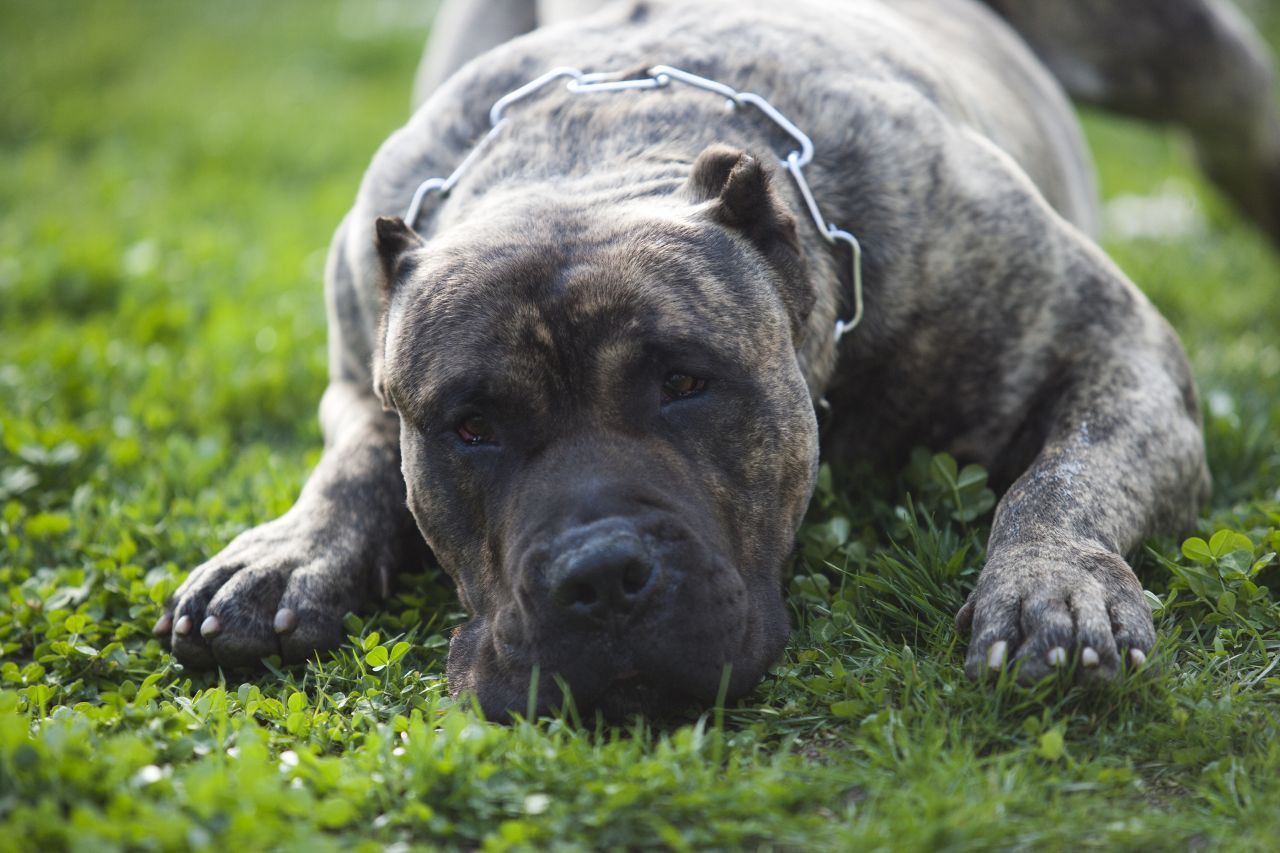 Presa Canario - die kanarische Dogge ist ein Multitalent. Sie wurde im Mittelalter zur Treibjagd und auch als Kriegshund bei der Eroberung Südamerikas eingesetzt. 