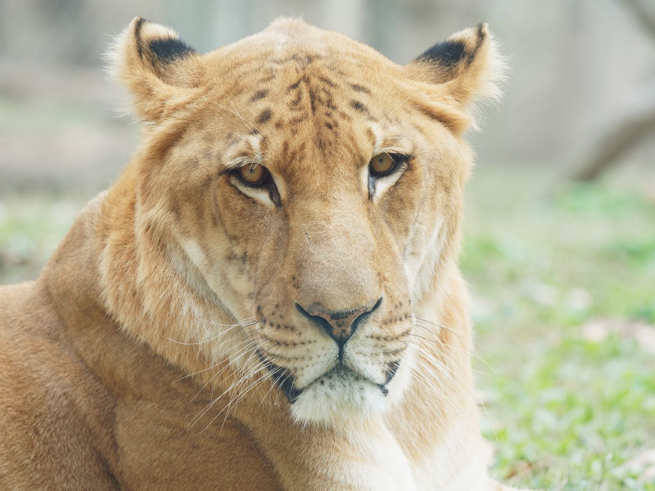 Liger, Zesel, Pizzly, Schiege: חיות היברידיות אלה באמת קיימות!