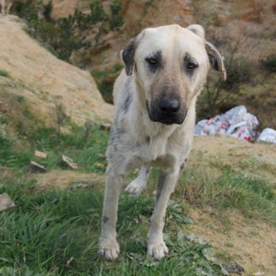 Straßenhund in der Türkei