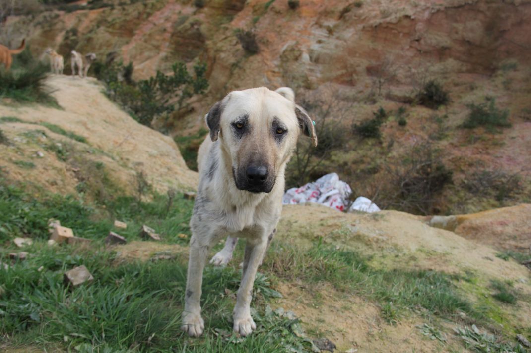 Türkei, Istanbul: Ein Hund steht 2020 im Beykoz-Wald in der Türkei.