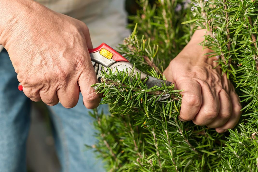 Zweimal im Jahr sollten Sie zur Gartenschere greifen, um die Pflanze zu beschneiden. Seien Sie dabei ruhig großzügig und lassen Sie nur etwa ein Drittel des Lavendels stehen.