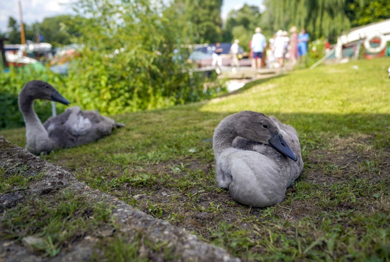 Die geflügelten Bewohner der Themse, wie diese jungen Schwäne, vermehren sich prächtig. Insgesamt registrierte die Zoological Society of London (ZSL) 92 Vogelarten, die Teil des Ökosystems Themse sind.