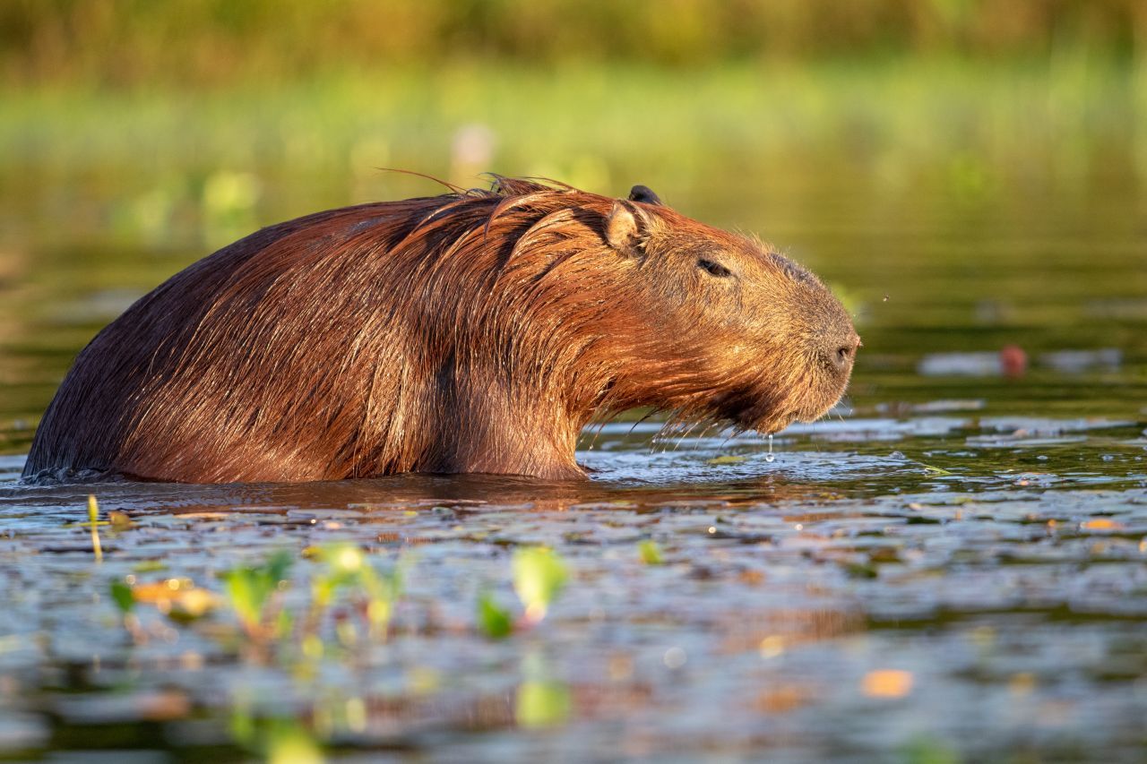 Essbar Capybara Kapibar Wasserschwein