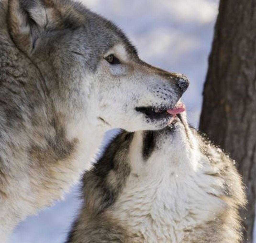 Wölfe schlecken sich ab als Liebesbeweis.
