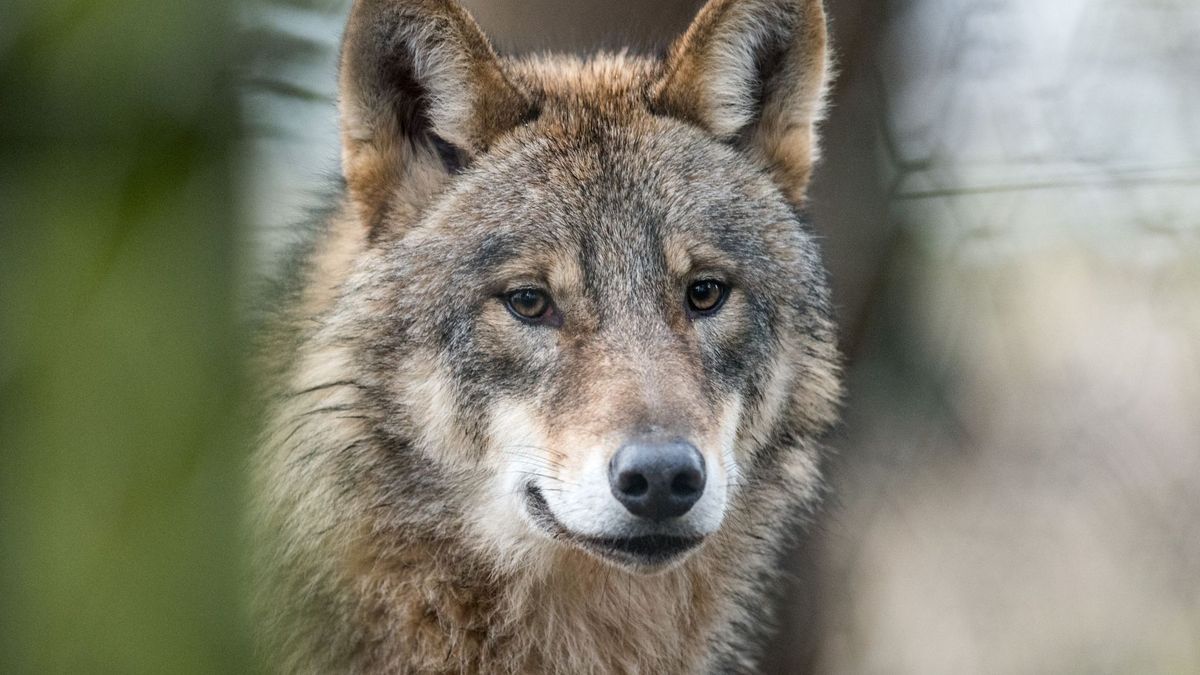 Schutzstatus von Wölfen soll gesenkt werden