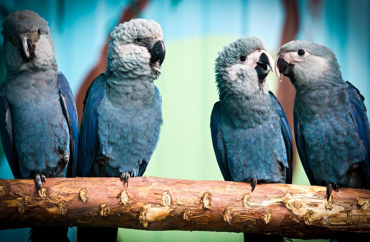 Blauer Ara - warum ist er so bedroht? Für das Aussterben des exotischen Vogels gibt es 2 Gründe ...