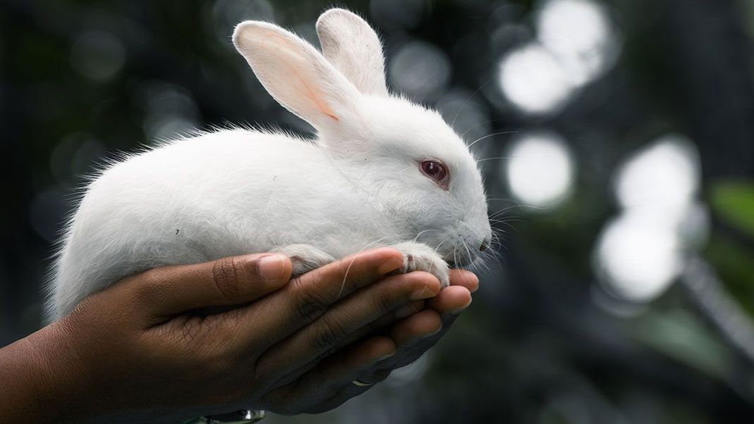 Tierversuchsfrei und absolut vegane Inhaltsstoffe – wir verraten euch auf welche Inhaltsstoffe und Kennzeichnungen es bei clean beauty Produkte ankommt. 