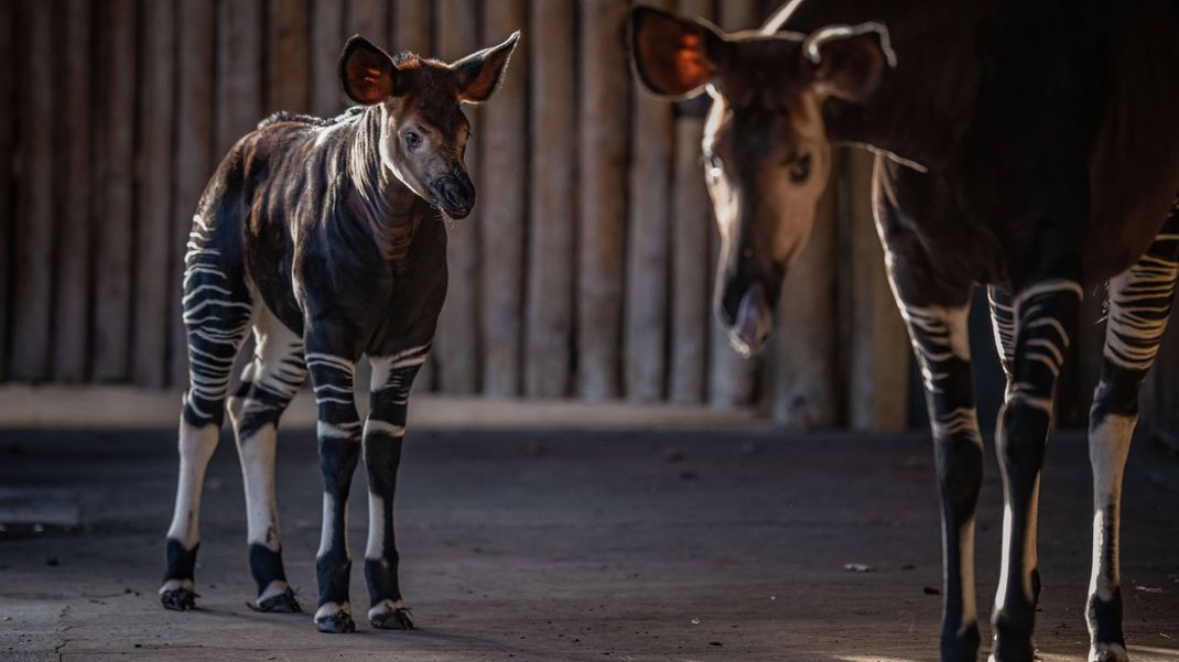 Eine Okapi-Mutter mit ihrem Baby