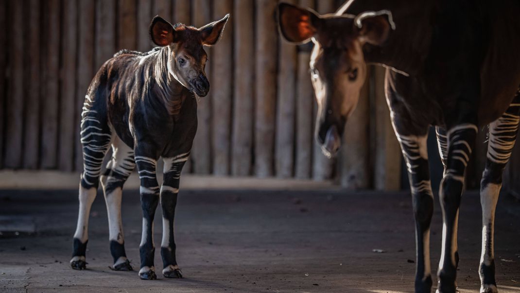 Eine Okapi-Mutter mit ihrem Baby