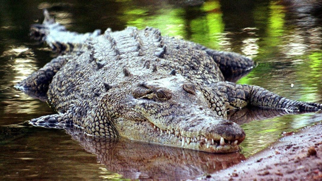 in Australien wird ein zwölfjähriges Kind vermisst, die Behörden vermuten eine Krokodilattacke (Symboldbild).