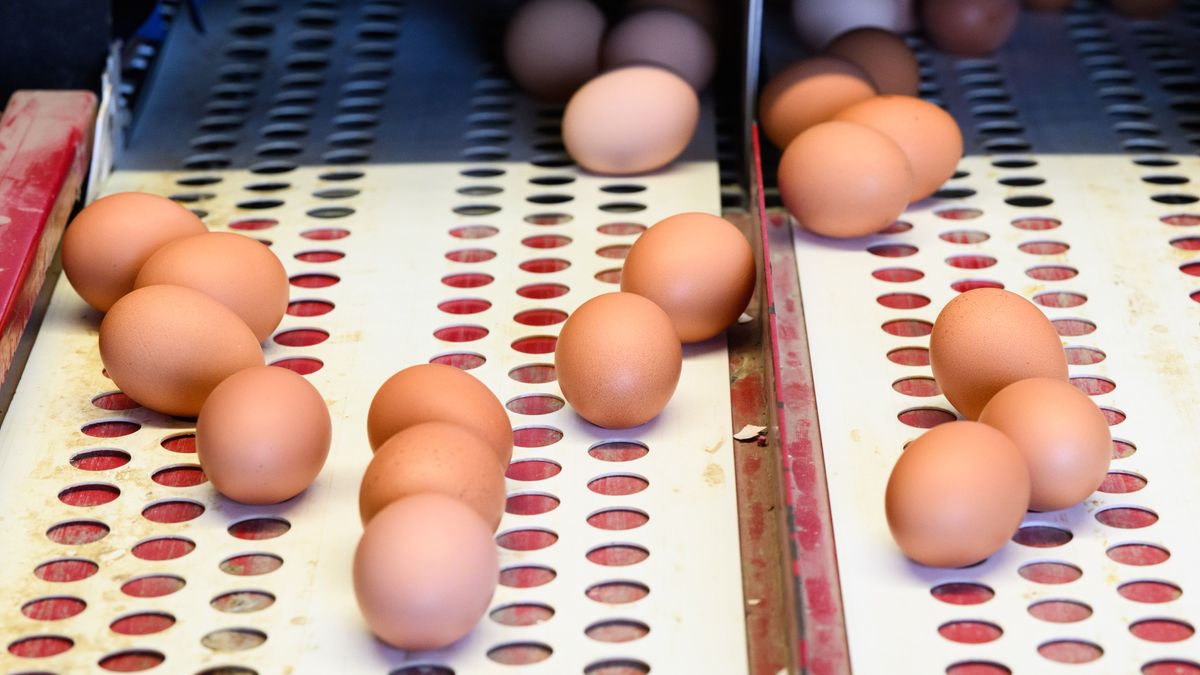 Verschwinden die braunen Eier bald ganz aus den deutschen Supermärkten?