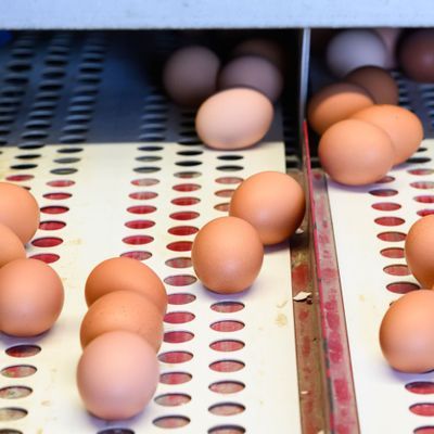 Verschwinden die braunen Eier bald ganz aus den deutschen Supermärkten?