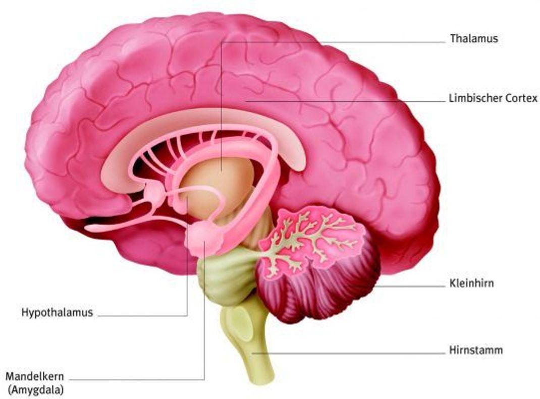 Diese Gehirn-Bereiche steuern beim Menschen Sexualverhalten und Emotionen. Beim Hund sind ähnliche Regionen aktiv.