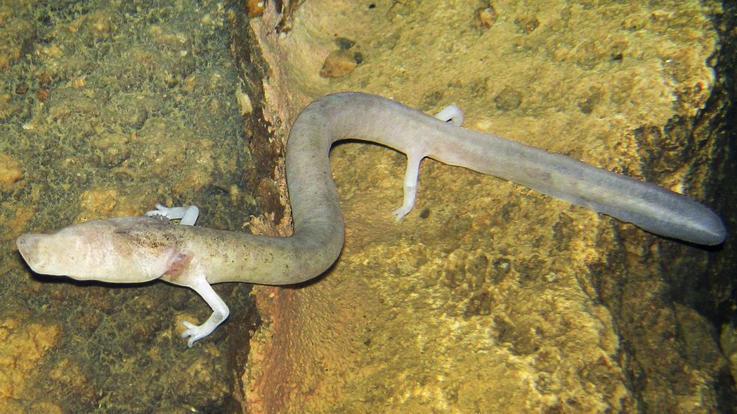 Grottenolm in einer slowenischen Höhle 