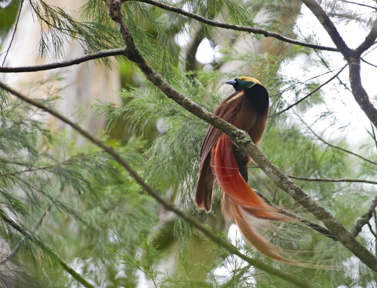 Paradiesvögel: Die Männchen nutzen ihre prachtvollen Federn zur Balz. Die Tiere, die die auffallendsten Federn hatten, beeindruckten die Weibchen am meisten und gaben ihre Gene weiter. Somit setzte sich die nächste Generation mit der Veranlagung zu prachtvollen Federn besser durch.