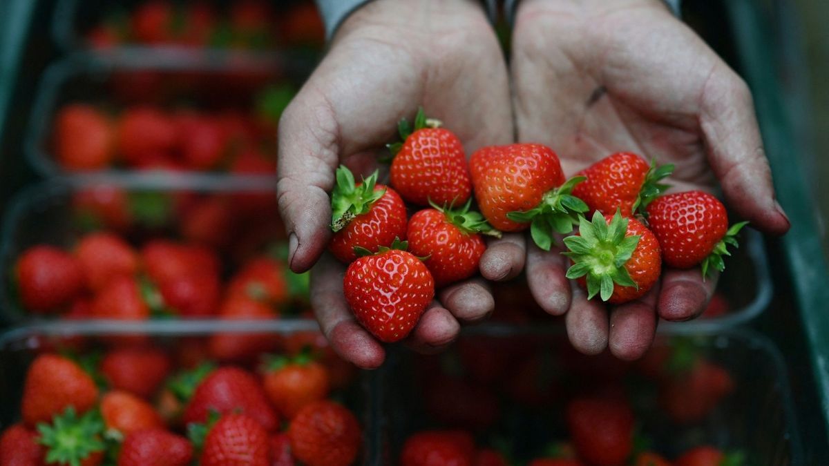 Erdbeeren spielen in Wimbledon eine große Rolle