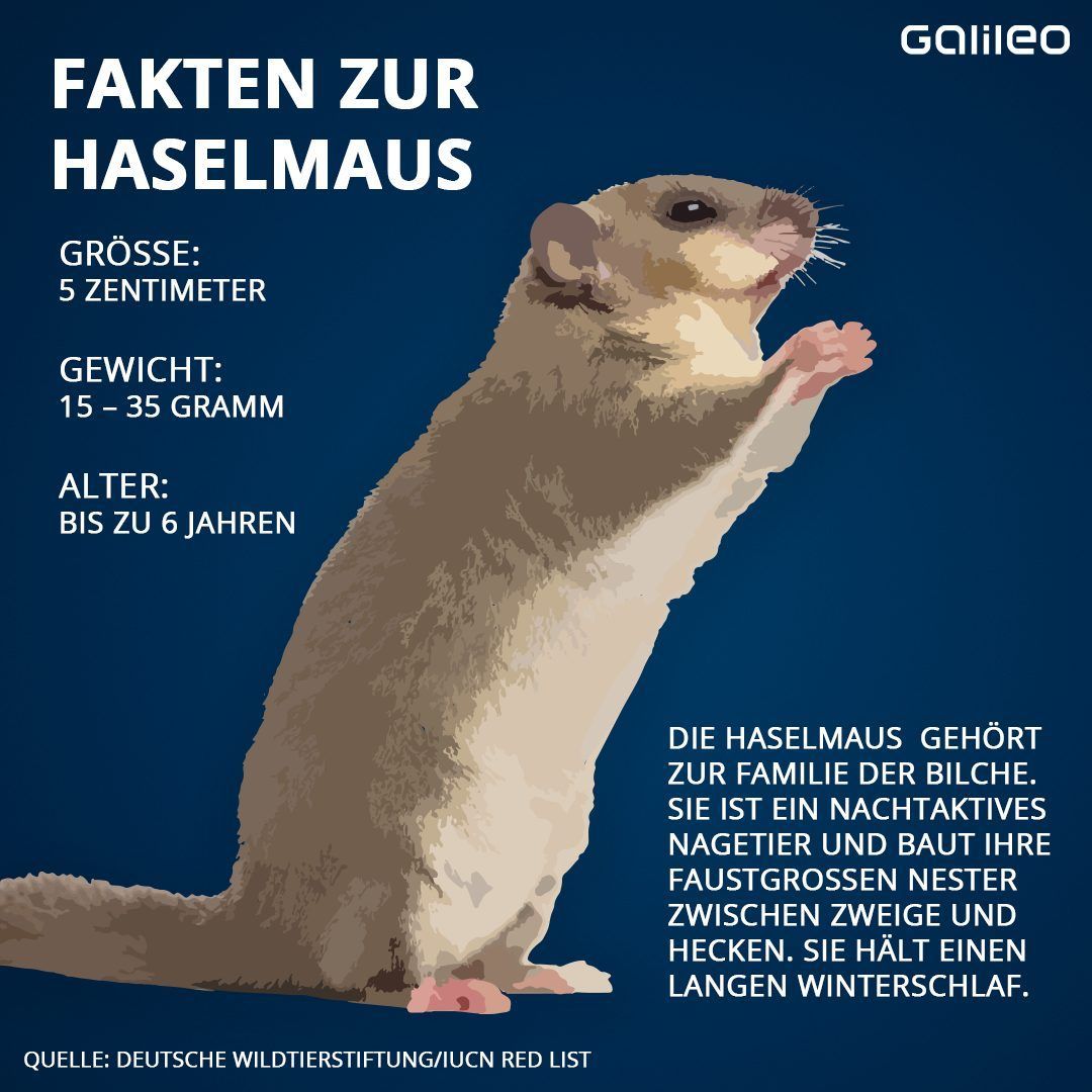 Alle Fakten zur Haselmaus. 