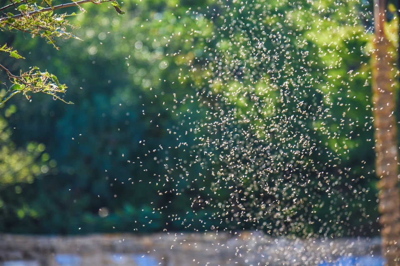 Mücken erscheinen uns im Sommer oft wie eine Plage. Kritisch wurde es 2019 in Gewässern in Süddeutschland. Das feuchte und warme Wetter bot den Stechmücken optimale Brutbedingungen. Der Ausbreitung versuchte man Herr zu werden - mit Hubschraubern, die Granulat abwerfen, das die Mückenlarven töten sollte. Das Problem: 2 Hubschrauber fielen aus. Manch ein Politiker wollte gar den Katastrophenfall ausrufen.