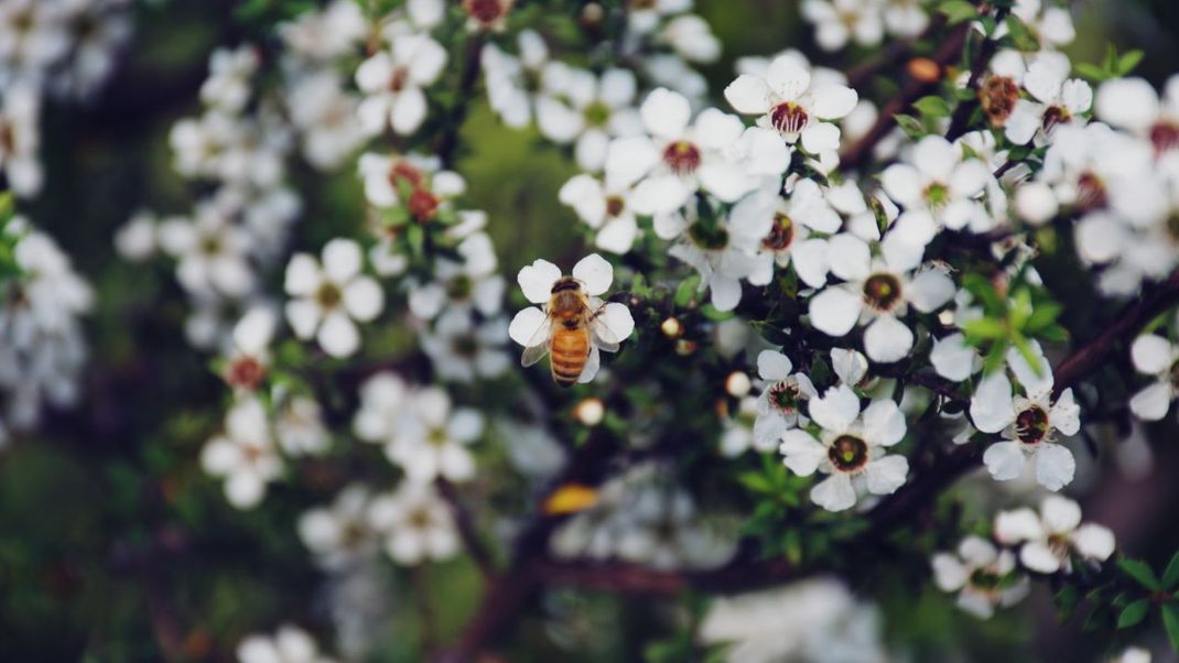 Sie ist für die Wirkung des Manuka-Honigs verantwortlich: Die Südseemyrte, auch Manuka genannt. 