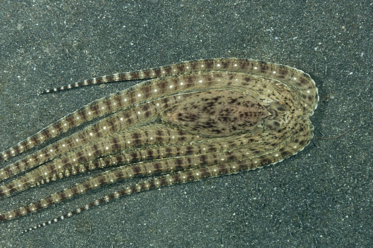 Platt gemacht: Wenn er sich schwimmend fortbewegen muss, reiht der Krake beidseitig seine Arme aneinander. Dann sieht es aus, als hätte er den breiten flachen Körper einer Flunder - bestückt mit Hautdornen. Extra tricky: Selbst die ruckhaften Bewegungen und Stopps des Fischs werden übernommen.