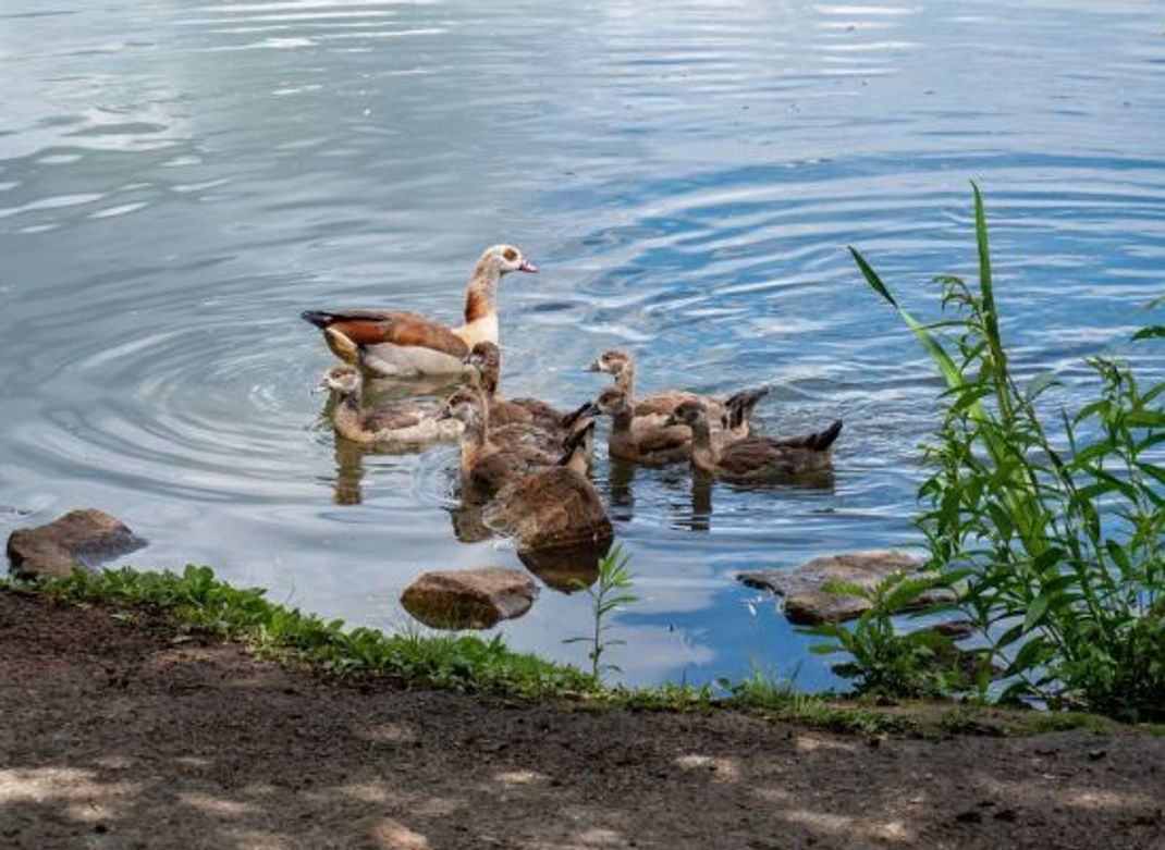 Zerkarien bohren sich in die Haut von Vögeln und werden über deren Kot ins Wasser ausgeschieden.