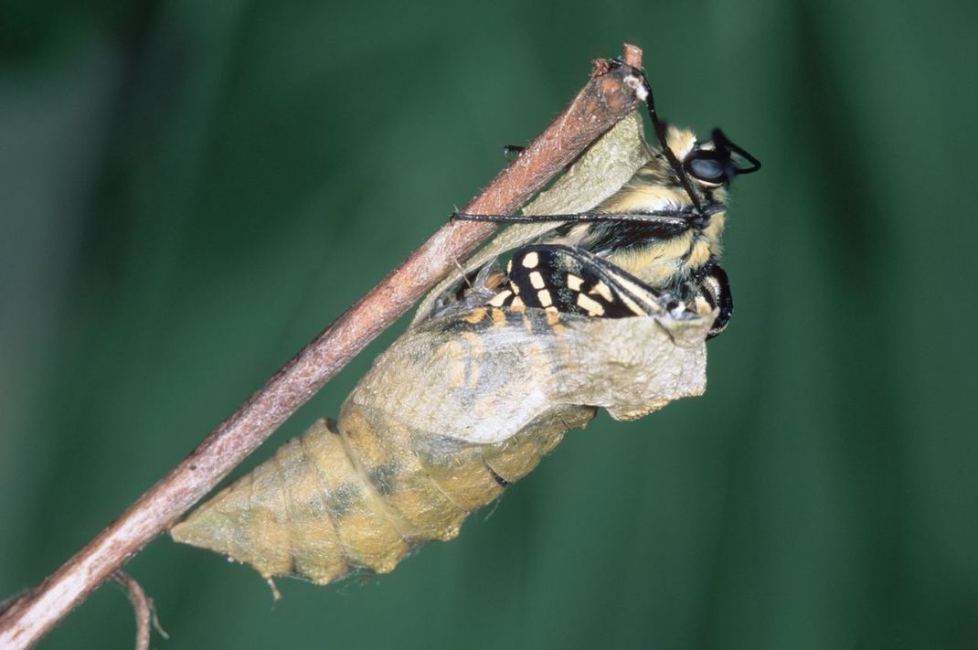 Ein Schwalbenschwanz-Schmetterling schlüpft aus der Puppe.