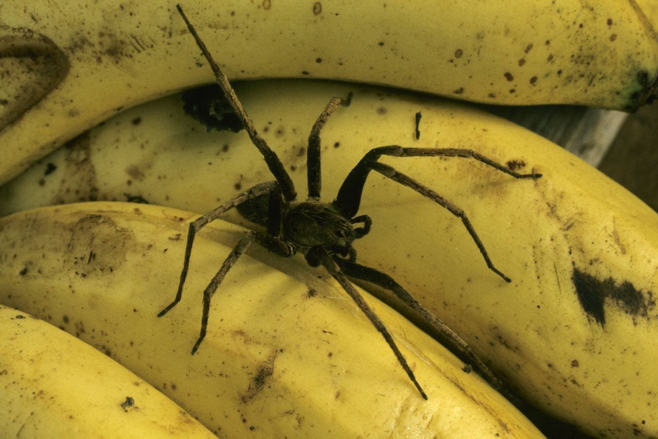 Lauf, solange du noch kannst, heißt es bei der Bananenspinne. Erschreckend: Sie lebt in Bananenstauden und wird manchmal direkt in unsere Supermärkte geliefert. Ein Biss kann gefährlich sein, wenn er nicht ärztlich behandelt wird. Deshalb: Augen auf beim Bananenkauf!