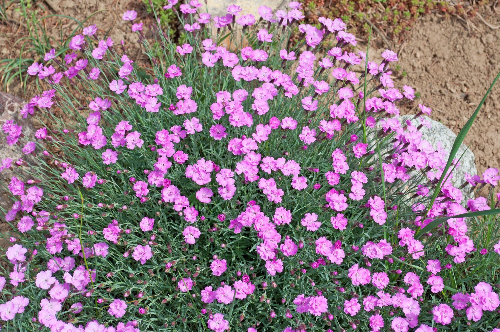 Was für ein Hingucker im Garten: rosa Federnelken. Die Blumen sehen nicht nur im Sommer schön aus.