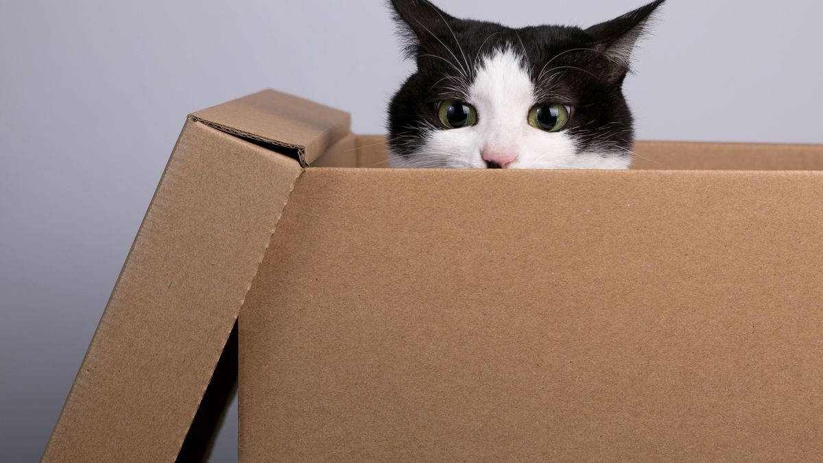 Katze reist unbemerkt in Versandkarton quer durch die USA