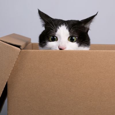 Katze reist unbemerkt in Versandkarton quer durch die USA