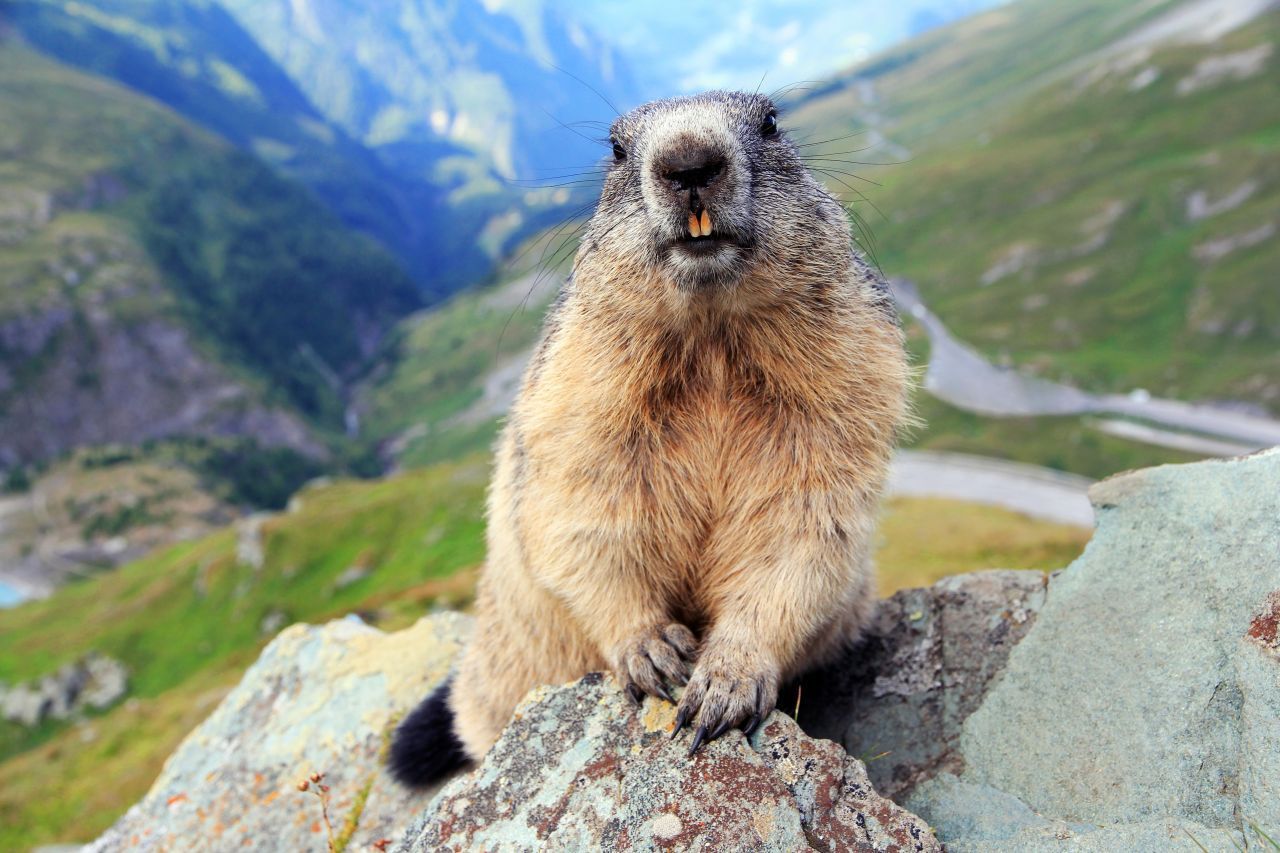 Alpenmurmeltiere leben in den Alpen, den Karpaten, der Hohen Tatra und den Pyrenäen.