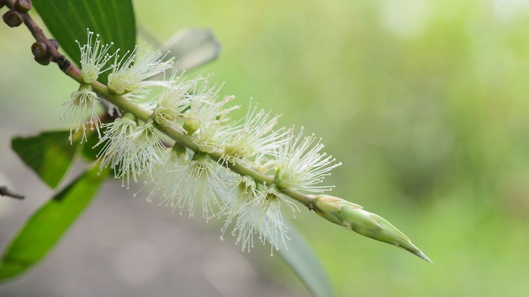 Ein Naturheilmittel aus dem Herzen von Australien: Der Teebaum "Melaleuca alternifolia" steht in den australischen Wäldern und gilt dort seit vielen Jahrzehnten als Wunderpflanze.