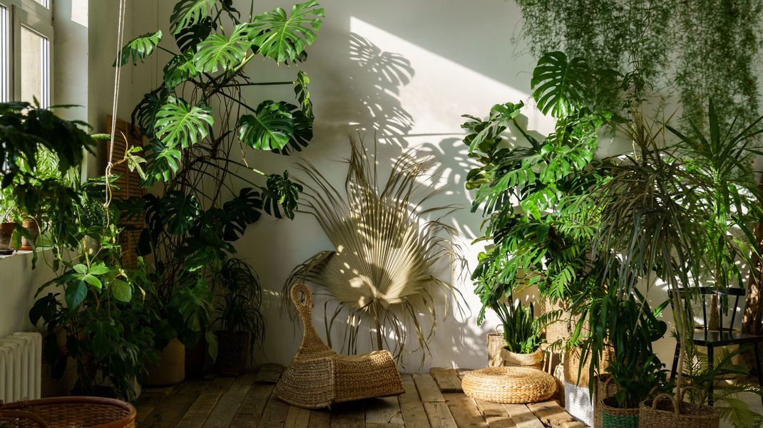 Grünes für dunkle Räume: Diese Pflanzen sind ideal, wenn du wenig Licht zu Hause hast.