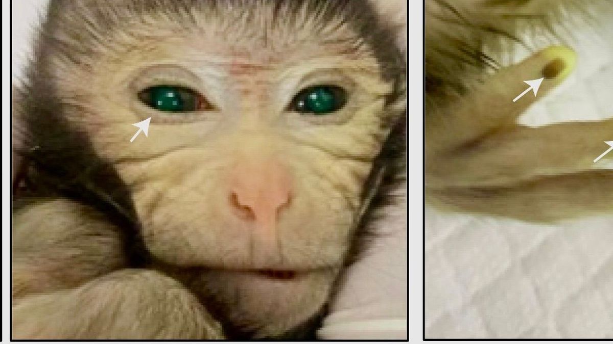 Chimäre aus zwei Affen geschaffen