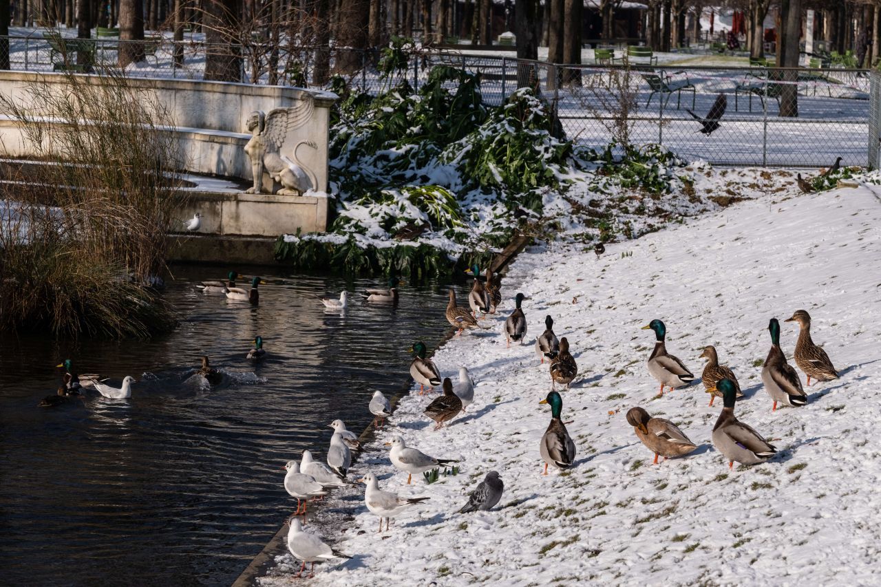 Enten: Während das Füttern von Singvögeln im Winter angebracht ist, benötigen Enten meist kein Futter. Sie finden in Parks schon genug. Außerdem ist das typische Verfüttern von Brot schädlich, da es Salz enthält. Außerdem quillt es im Magen auf. Zu viel Brot verschmutzt auch oft die Teiche und Seen, was die Wasserqualität senkt und einen Einfluss auf das ganze Ökosystem und die anderen Lebewesen hat. 