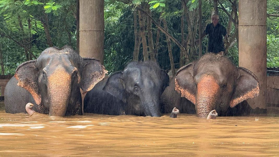 Einige Elefanten sitzen in den steigenden Fluten in Thailand fest.  