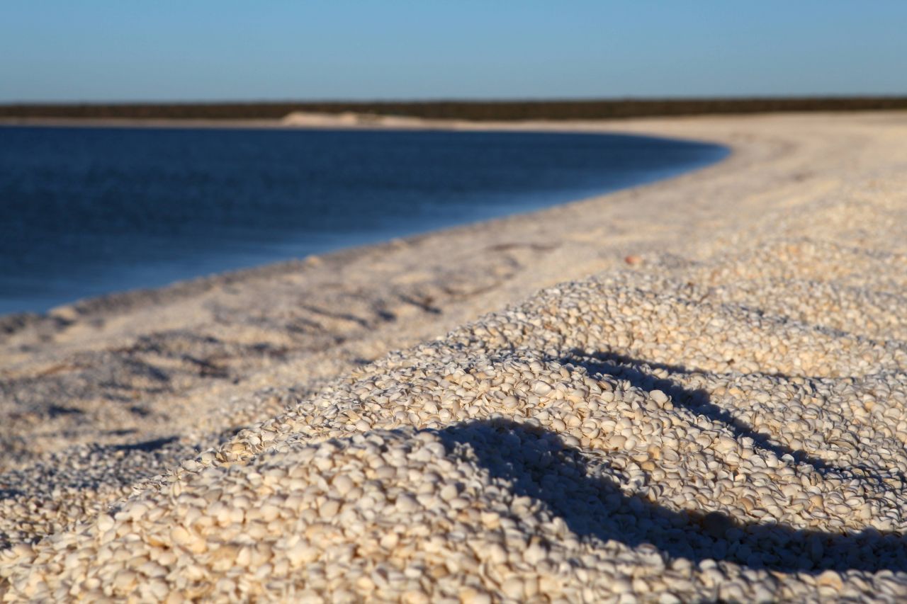 Muschelstrand. Der weiße Strand an der Shark Bay in Westaustralien wirkt bei flüchtiger Betrachtung wie ein gewöhnlicher Sandstrand. Wenn du genauer hinsiehst, erkennst du aber die unzähligen Muscheln. Der Shell Beach besteht aus einer meterdicken Muschelschicht.