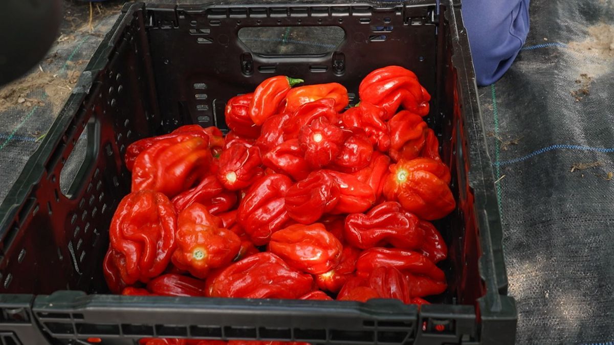 Chili