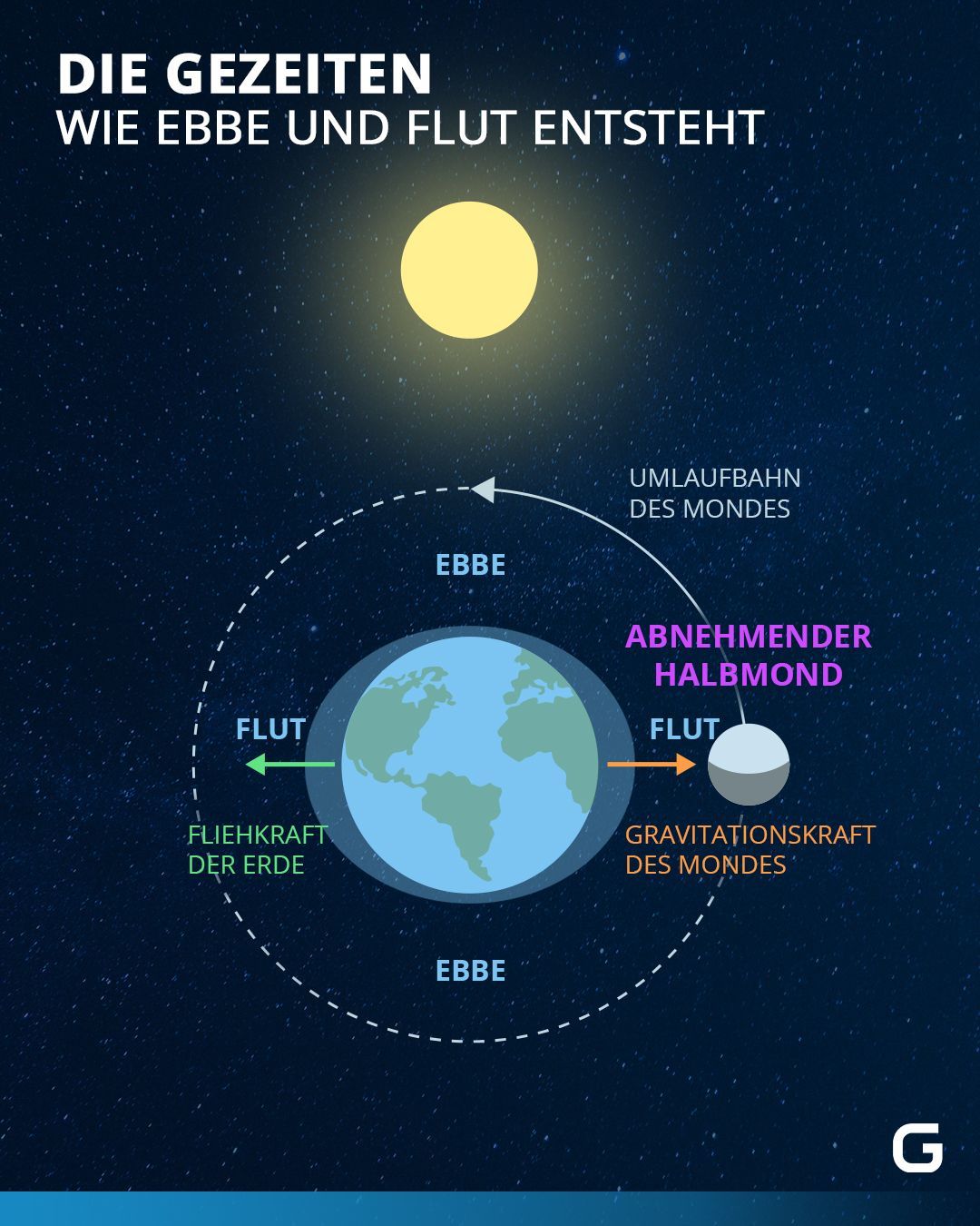 Beim abnehmenden Halbmond handelt es sich wieder um eine Nippflut, da Sonne, Mond und Erde nicht in einer Linie stehen und die Gravitationskräfte nicht so stark sind.