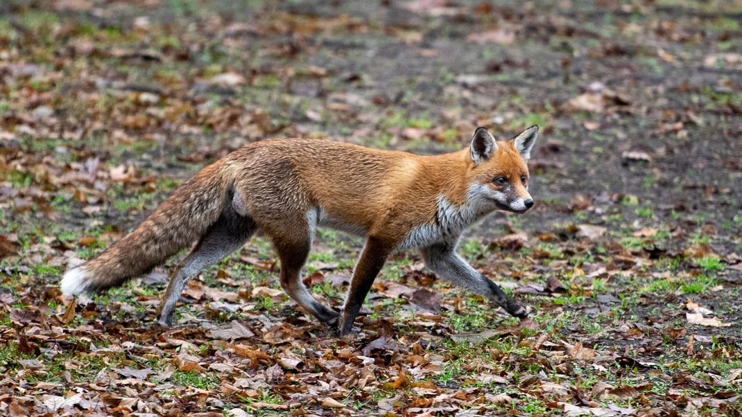 Das Vogelgrippe-Virus ist in Deutschland erstmals bei Füchsen nachgewiesen worden.