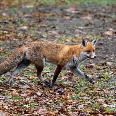 Ein Fuchs läuft durch einen Park im Berliner Regierungsviertel.