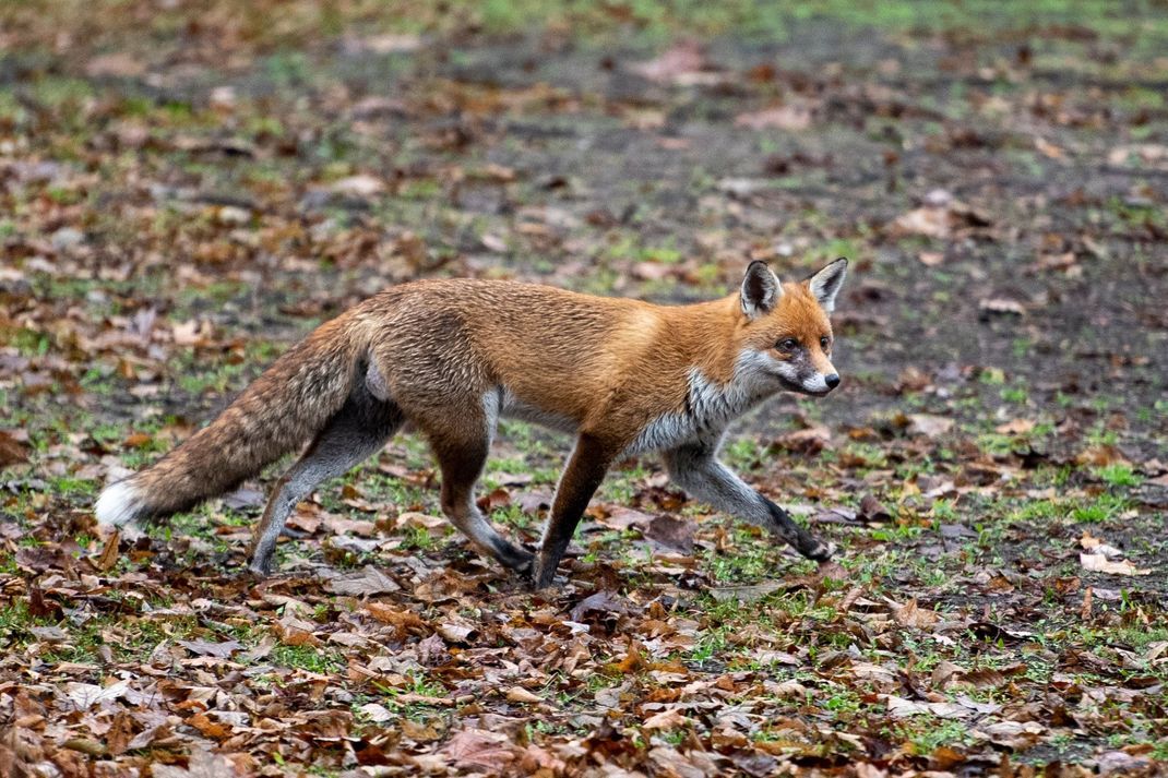Rotfüchse tragen oft Fuchsbandwürmer in sich.