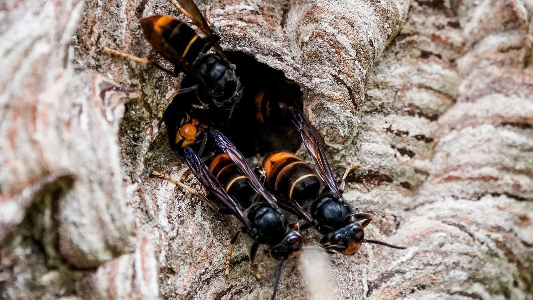 Die asiatischen Hornissen bereiten Imkern Sorgen. Sie ernähren sich auch von Honigbienen. Für den Menschen ist ein Hornissenstich allerdings ungefährlich.