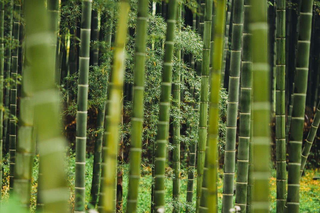 Sichtschutzfolie Bamboo Forest 