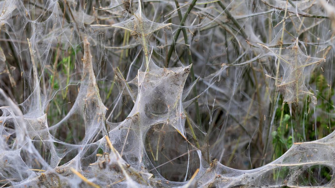 Gespinstmotten spinnen einen Schleier an Pflanzen.