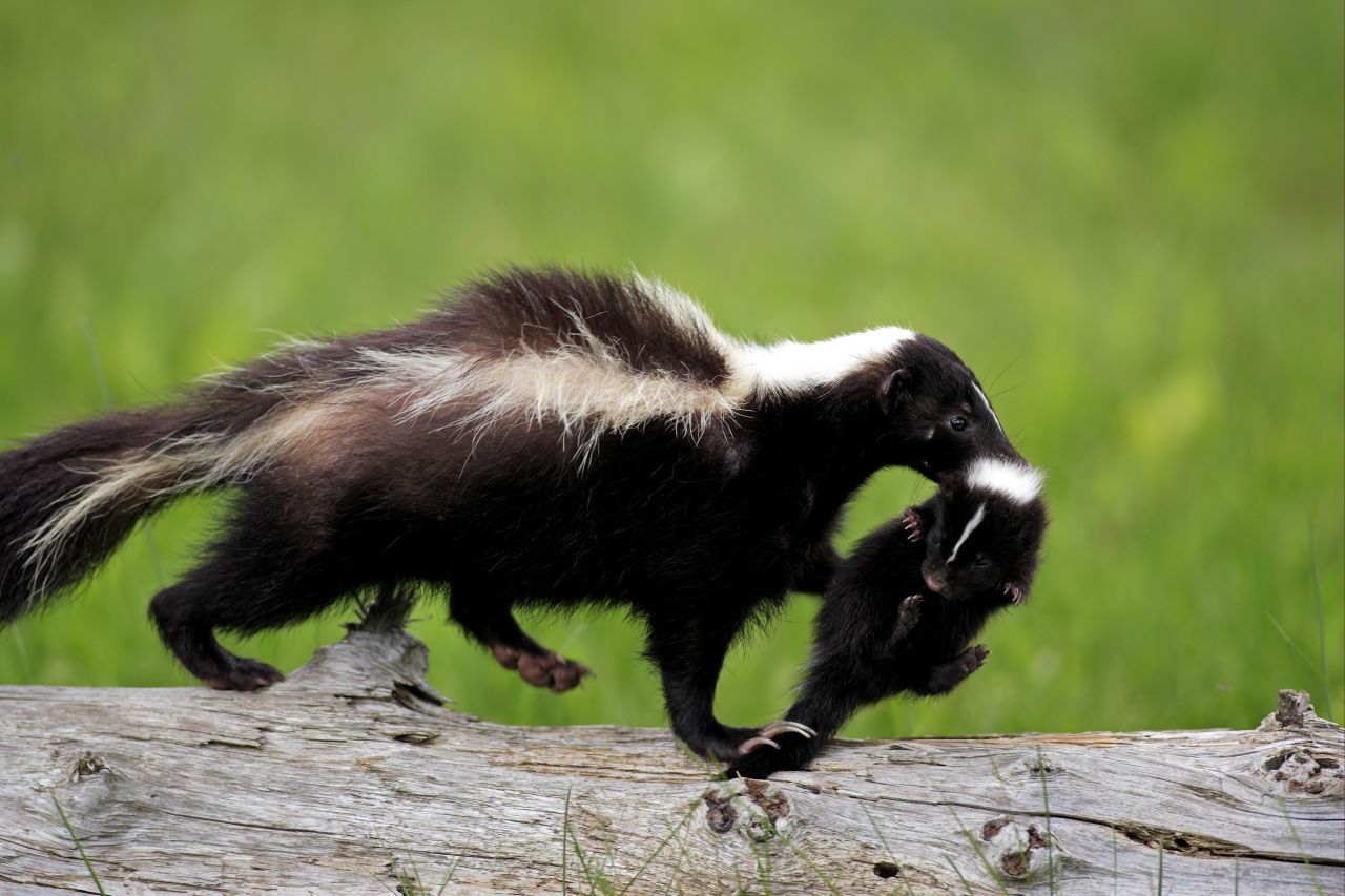 Diese Streifenskunk-Mama schleppt ihr Kleines mithilfe der Tragestarre herum.