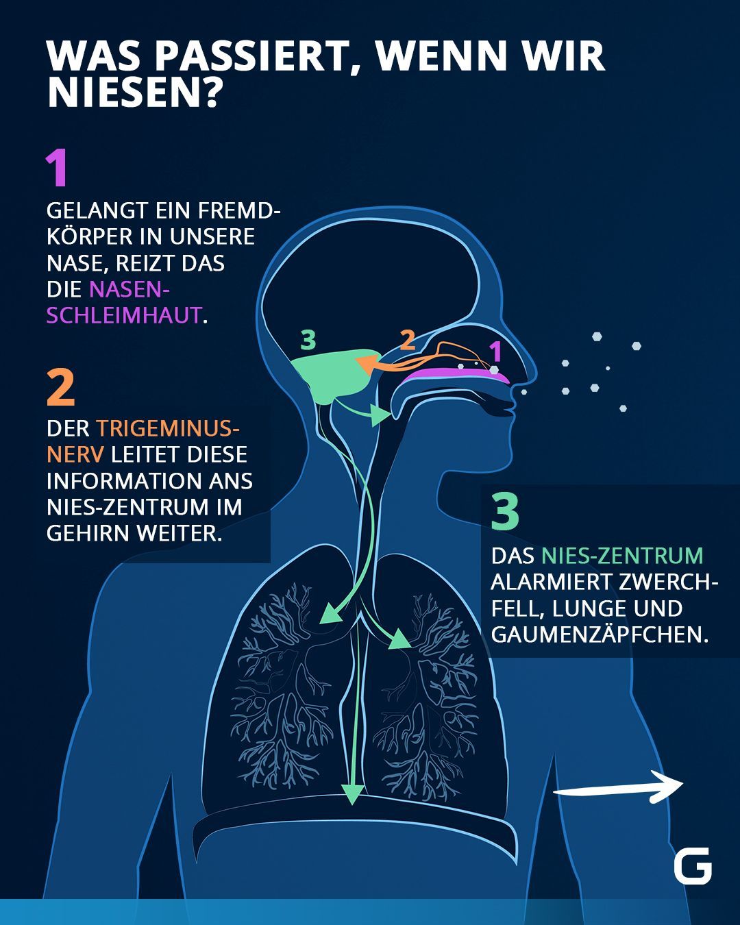 Was passiert, wenn wir niesen?